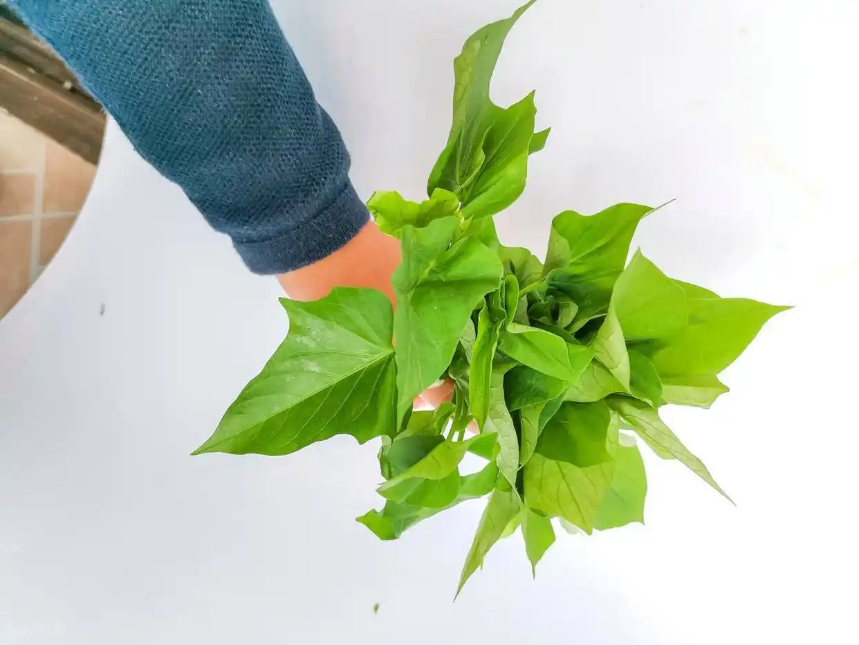 曾喂猪的红薯叶成"蔬菜皇后" 烘干品美国卖到每斤300元